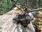 Kései laskagomba (Pleurotus ostreatus), Budai-hegység